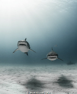 'The Twins' - Two tiger sharks swim toward the camera, wh... by Tanya Houppermans 